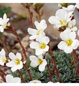 Saxifraga 'Letná'