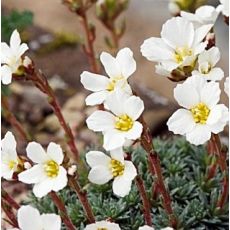 Saxifraga 'Letná'