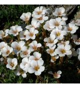 Saxifraga 'Labe'