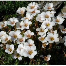 Saxifraga 'Labe'