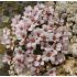 Saxifraga 'Tromso'