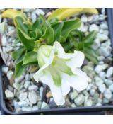 Gentiana angustifolia  'Alba'