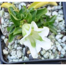 Gentiana angustifolia  'Alba'