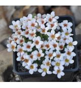 Saxifraga 'Tromso'