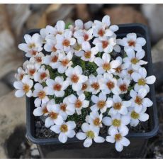 Saxifraga 'Tromso'