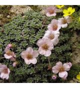 Saxifraga 'Allendale Andante'