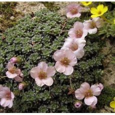 Saxifraga 'Allendale Andante'