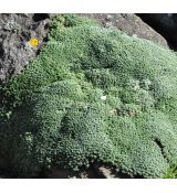 Arenaria lithops