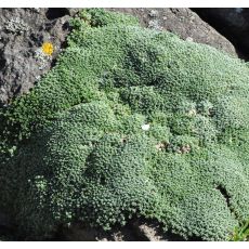 Arenaria lithops