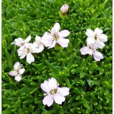 Silene acaulis white