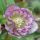 Helleborus 'Double Ellen Picotee' - 1l