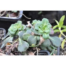 Saxifraga umbrosa (x urbium) 'Variegata'