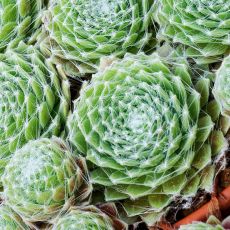 Sempervivum arachnoideum