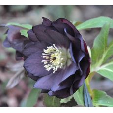 Helleborus 'Double Black' 1l