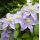 Clematis 'Justa' 2l