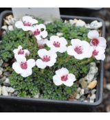 Saxifraga 'Allendale Ballet'