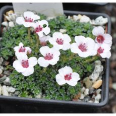 Saxifraga 'Allendale Ballet'