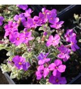 Aubrieta tauricola 'Silberrand'