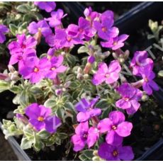 Aubrieta tauricola 'Silberrand'