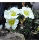 Saxifraga 'Cream seadlings'