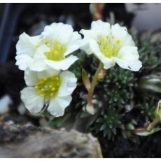 Saxifraga 'Cream seadlings'