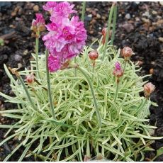 Armeria maritima 'Ninty Fifty'