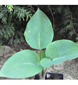 Hosta 'Halcyon'