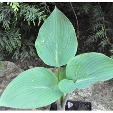 Hosta 'Halcyon'