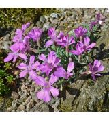 Dianthus myrtinervius caespitosus