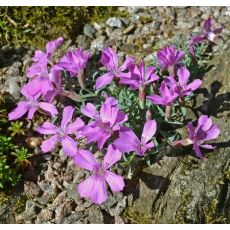 Dianthus myrtinervius caespitosus