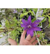 Clematis 'Lasurstern'