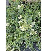 Centranthus ruber 'Albus'