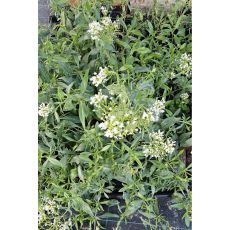 Centranthus ruber 'Albus'