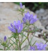 Edraianthus graminifolius