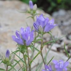 Edraianthus graminifolius