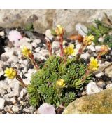 Saxifraga 'A.Einstein'