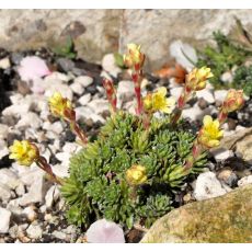 Saxifraga 'A.Einstein'