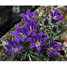 Edraianthus pumilio