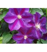 Clematis 'Star of India' 2l