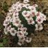 Saxifraga 'Allendale Ballet'