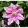 Clematis Dr. Ruppel