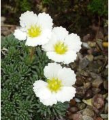 Saxifraga 'Cleo'