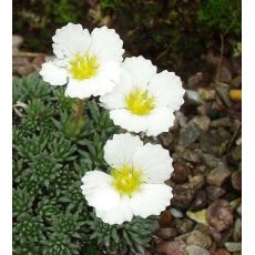 Saxifraga 'Cleo'