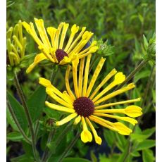 Rudbeckia subtomentosa 'Henry Eilers'