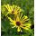 Rudbeckia subtomentosa 'Henry Eilers'